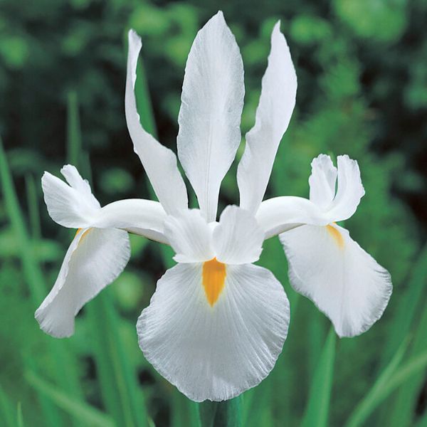 Casablanca Dutch Iris