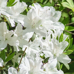 Close-up of yellow, white rhododendron flowers on Cascade Azalea blooming in early spring to late spring.