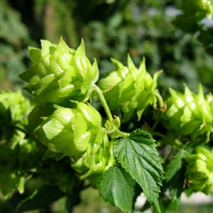 Close-up of green humulus flowers on Cascade Common Hops blooming in early summer to late summer.