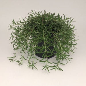 Cascading Rosemary - Nature Hills Nursery - Quart Container - 