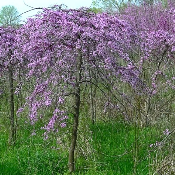 Cascading Hearts Weeping Redbud Tree