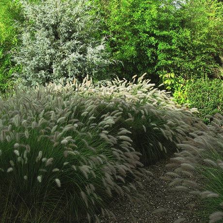 Cassian Dwarf Fountain Grass - Nature Hills Nursery - #2 Container - 