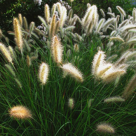 Cassian Dwarf Fountain Grass - Nature Hills Nursery - #2 Container - 