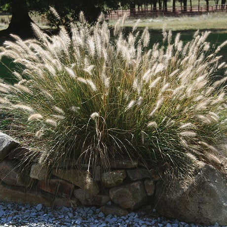 Cassian Dwarf Fountain Grass - Nature Hills Nursery - #2 Container - 