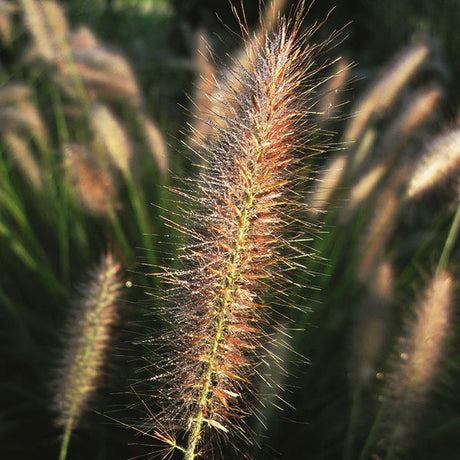 Cassian Dwarf Fountain Grass - Nature Hills Nursery - #2 Container - 