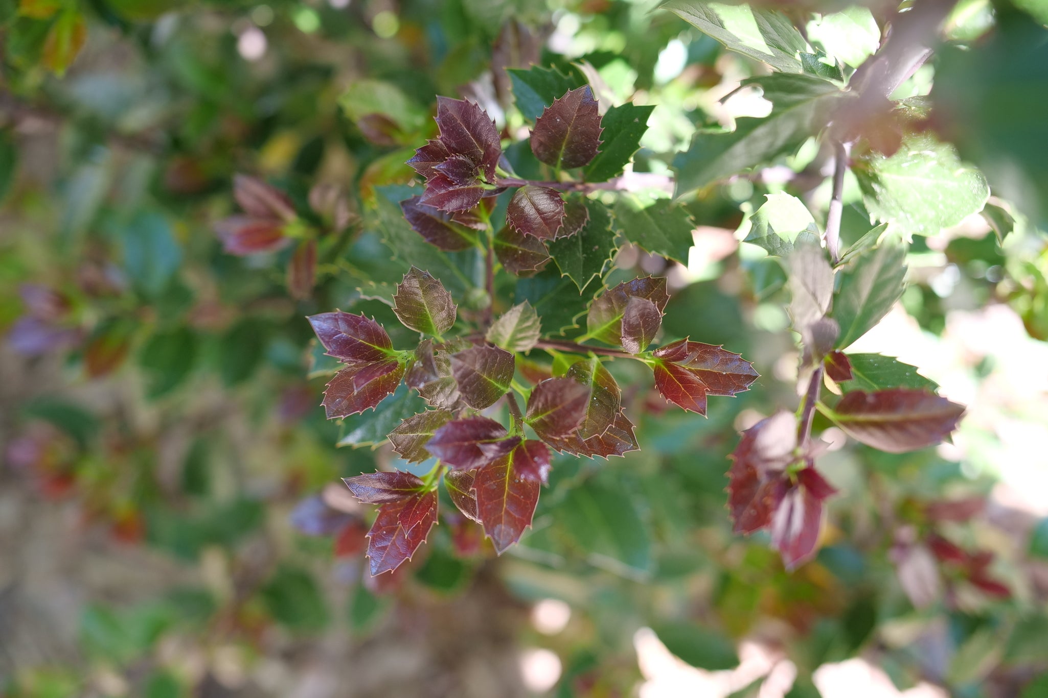 Castle Rouge® Blue Holly | Red Berries Evergreen | Nature Hills