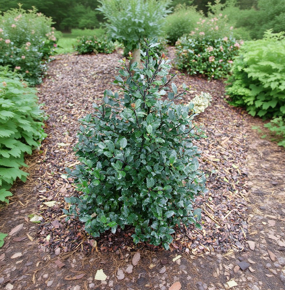 Castle Rouge® Blue Holly | Red Berries Evergreen | Nature Hills