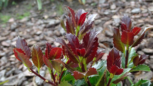 Castle Rouge® Blue Holly