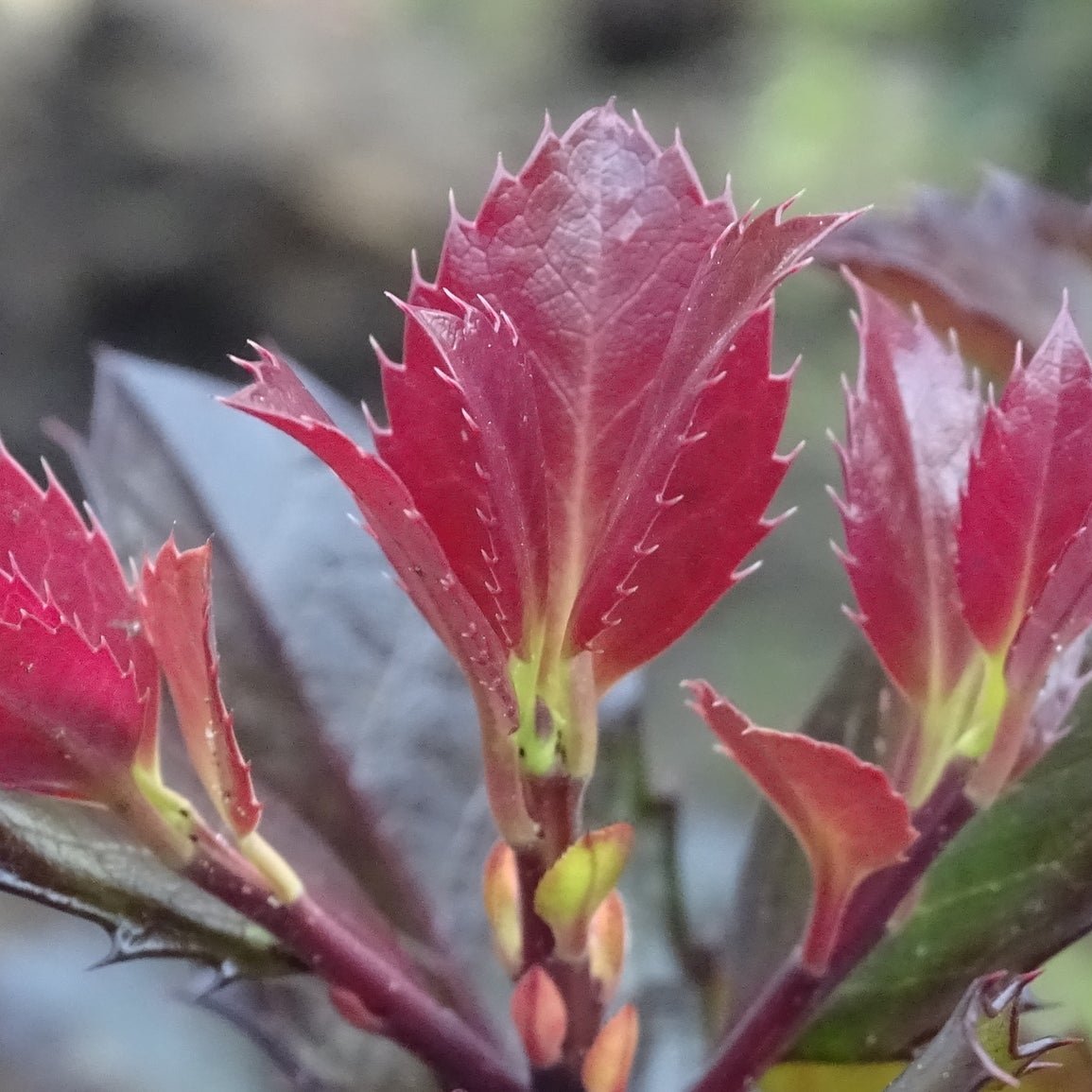 Castle Rouge® Blue Holly | Red Berries Evergreen | Nature Hills