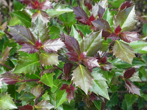 Castle Rouge® Blue Holly