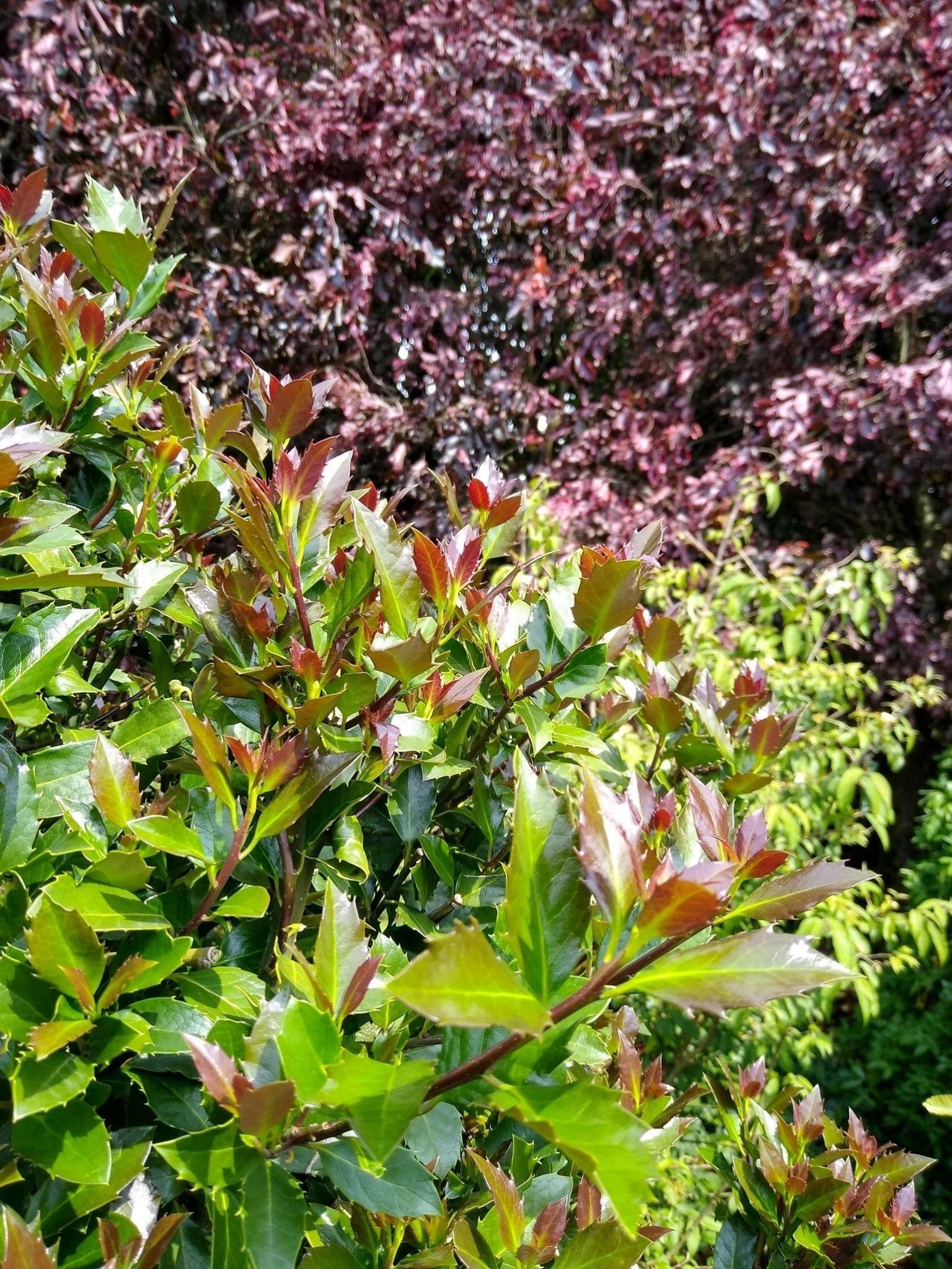 Castle Rouge® Blue Holly | Red Berries Evergreen | Nature Hills