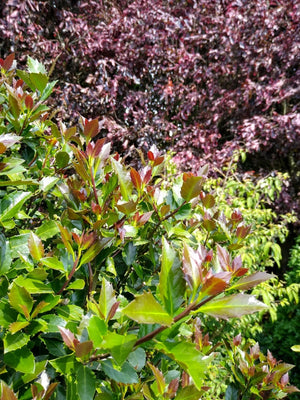 Castle Rouge® Blue Holly