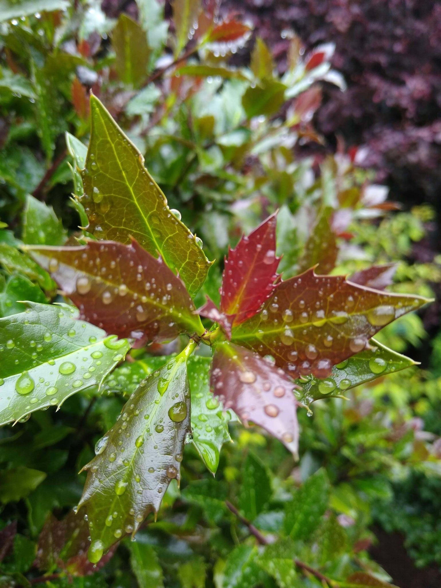 Castle Rouge® Blue Holly | Red Berries Evergreen | Nature Hills