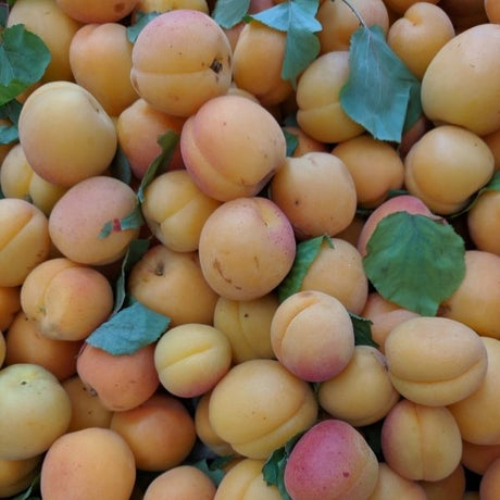 Castlebrite Apricot Tree - Nature Hills Nursery - Paper Pot 4 - 5 Feet - 