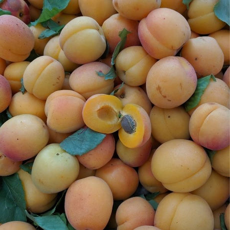 Castlebrite Apricot Tree - Nature Hills Nursery - Paper Pot 4 - 5 Feet - 