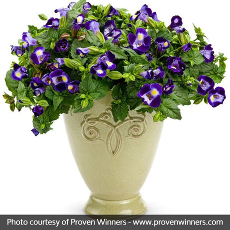 Catalina&reg; Midnight Blue Wishbone Flower