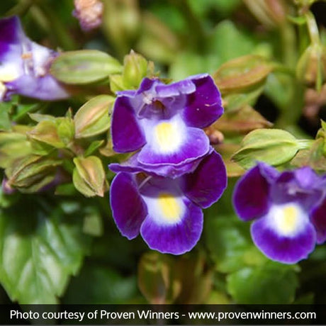 Catalina&reg; Midnight Blue Wishbone Flower