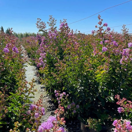 Catawba Crape Myrtle - Nature Hills Nursery - #5 Container Multi Stem - 