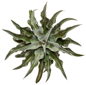 Catch a Wave mangave seen from above with wavy silver blue leaves speckled in deep purple spots