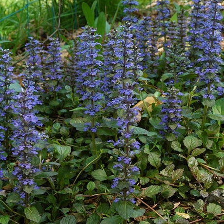 Catlin's Giant Ajuga