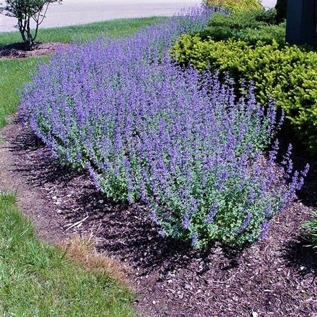 Walker's Low Catmint (Nepeta x faassenii 'Walker's Low'), a perennial featuring blue, purple flowers and perennial.