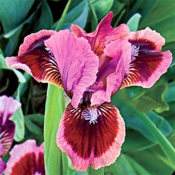 Cat's Eye Tall Bearded Iris - Nature Hills Nursery - Bare Root Iris - 