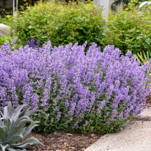 lavender plant to deter cats Cat's Meow Catmint
