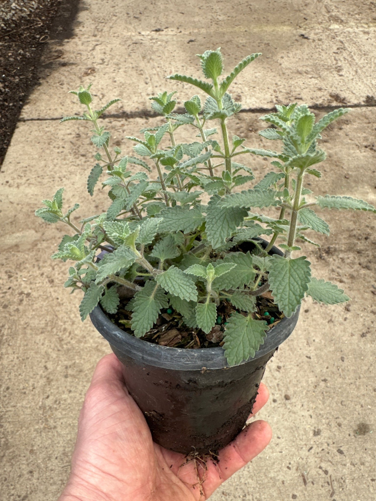 potted catnip plant Cat's Meow Catmint
