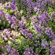 Plants Under $30