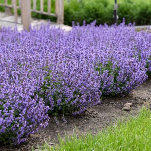 House on the hill / Pajamas（Flower） 90 Cat's Pajamas Catmint | Buy at NatureHills.com