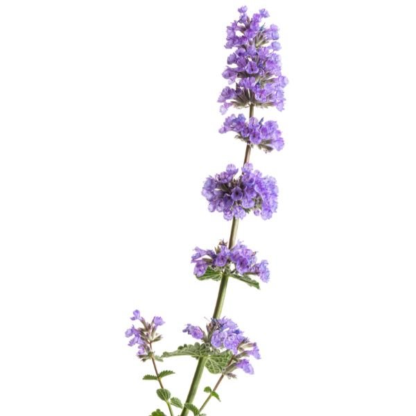 Cat's Pajamas Catmint | Buy at NatureHills.com