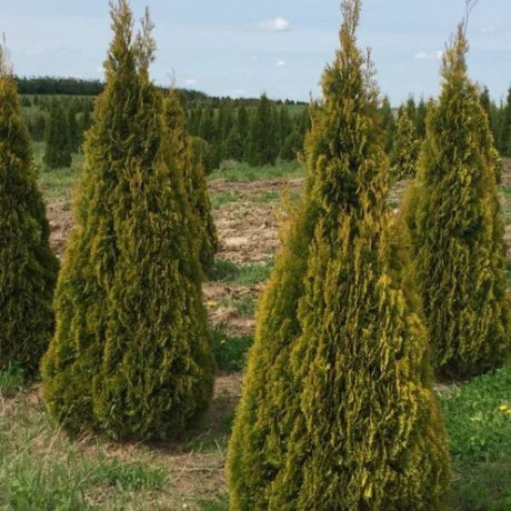 Cat's Eye Arborvitae Full Tree