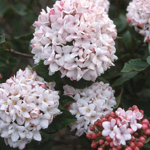 Cayuga Viburnum (Viburnum x carlcephalum 'Cayuga'), a shrub featuring pink, white flowers and deciduous.