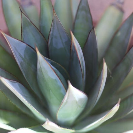 Blue Glow Agave