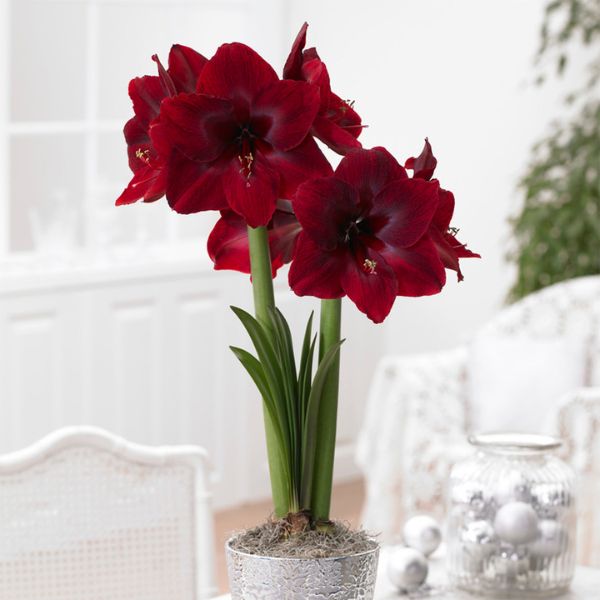 Red Pearl Amaryllis