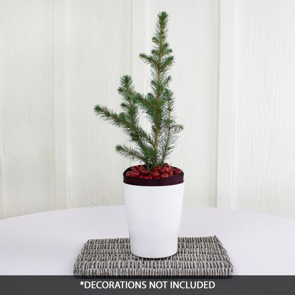 Norway Spruce Tabletop Christmas Tree