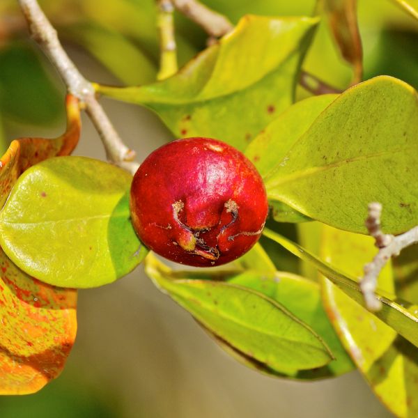 Red Strawberry Guava Tree