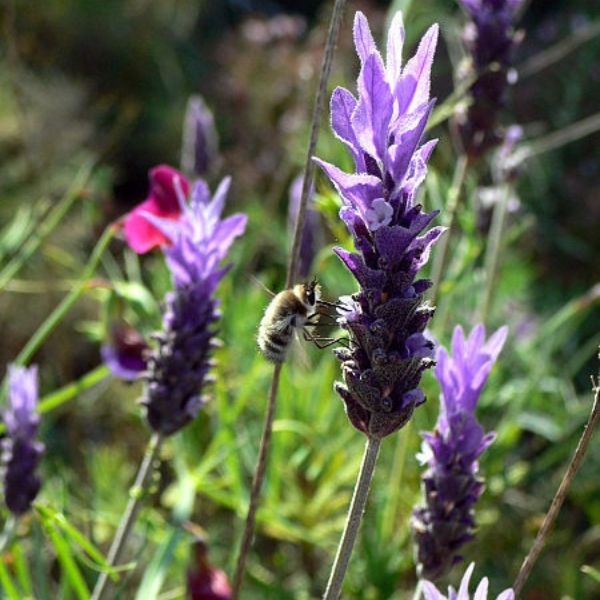 French Lavender