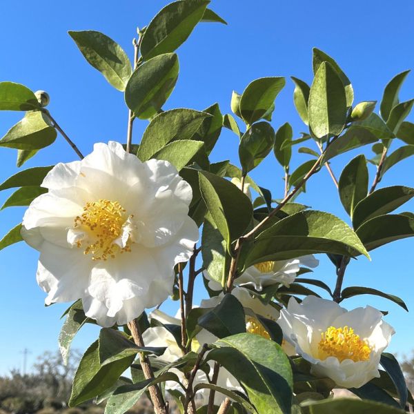 Silver Waves Camellia