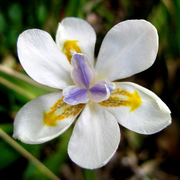 African Iris