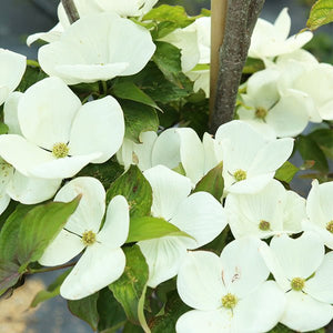 Venus? Dogwood