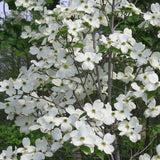 White Flowering Dogwood