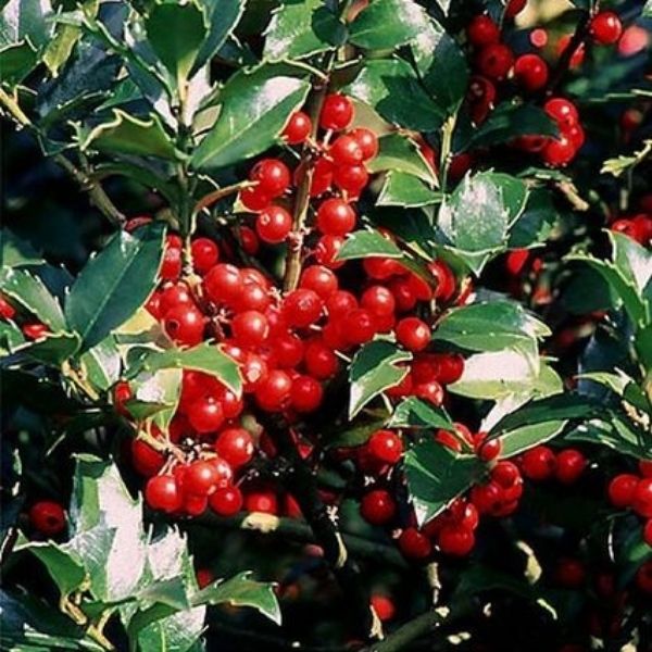 Royal Family Holly | Buy at Nature Hills Nursery