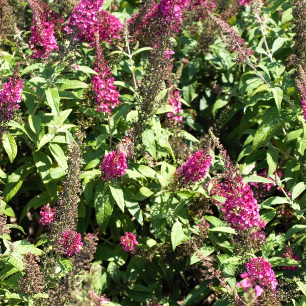 CranRazz&trade; Butterfly Bush