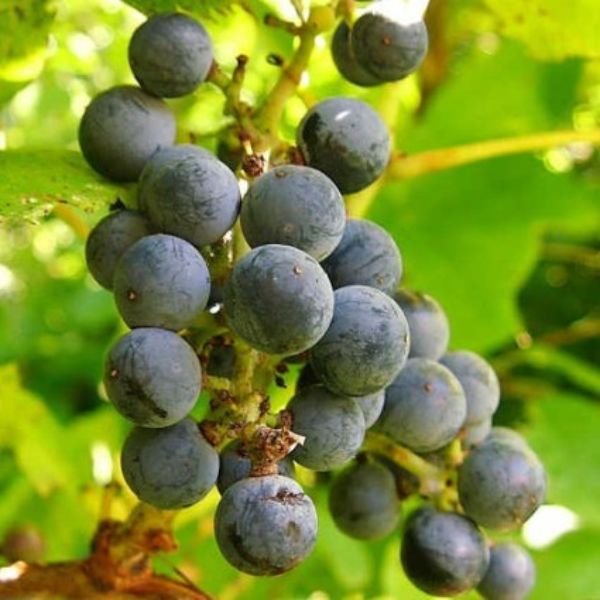 Concord Grape Vine