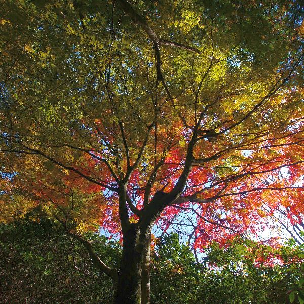 Autumn Fantasy Red Maple Tree