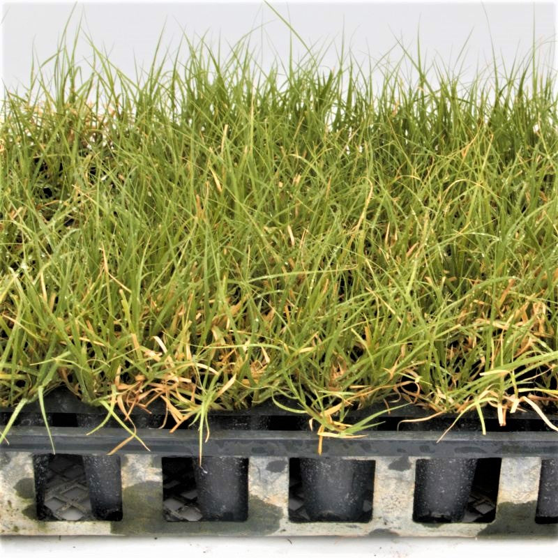 Prestige Buffalo Grass Plugs