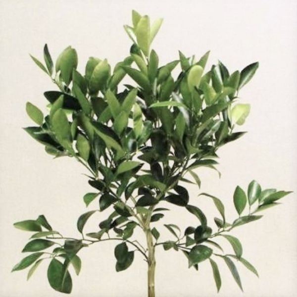 Trovita Orange Tree