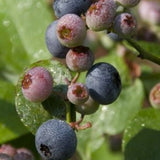 Chippewa Blueberry Bush