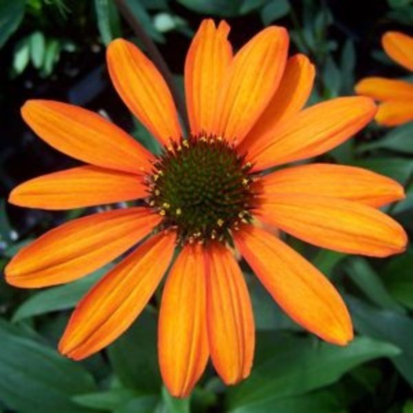 Tiki Torch Coneflower